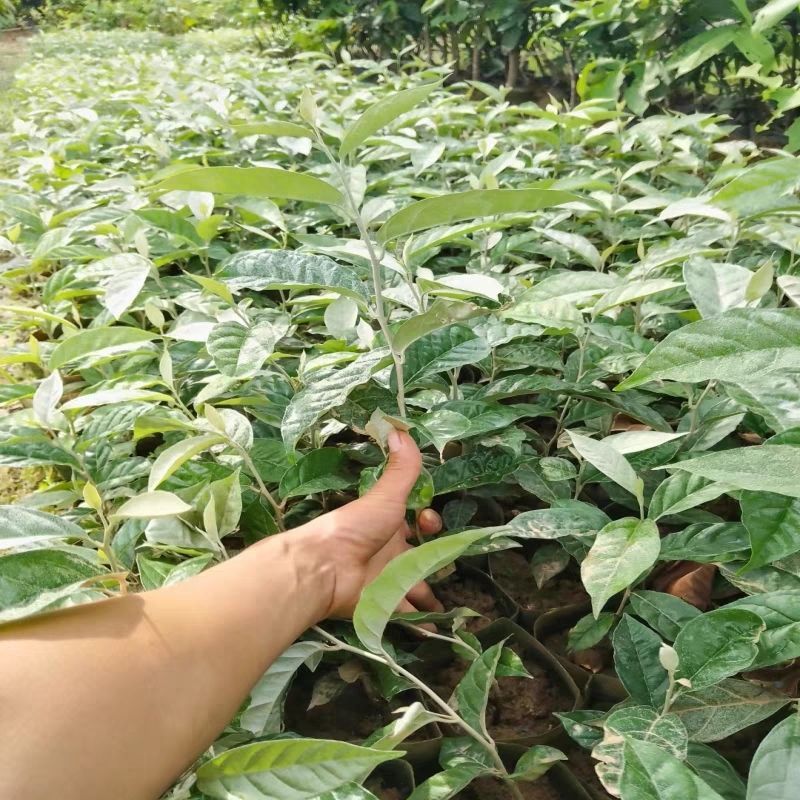 羊奶果树苗胡颓子羊奶果苗南方庭院四季种植带土