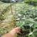 羊奶果树苗胡颓子羊奶果苗南方庭院四季种植带土