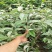 羊奶果树苗胡颓子羊奶果苗南方庭院四季种植带土