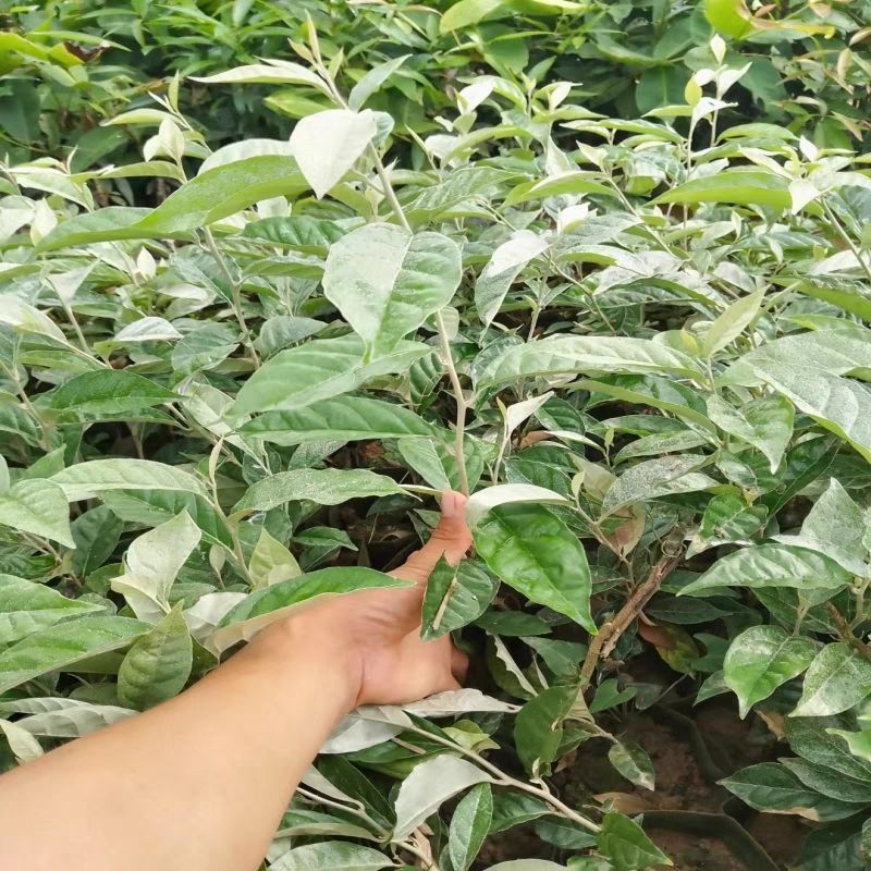 羊奶果树苗胡颓子羊奶果苗南方庭院四季种植带土
