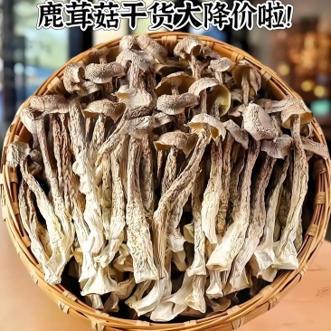 甄选福建鹿茸菇干货牛商实力推荐品质优价格规格可协商