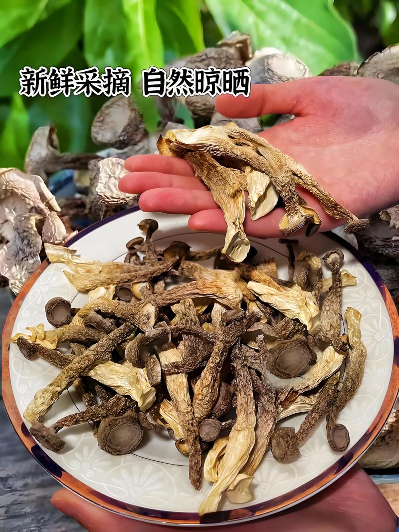 甄选福建鹿茸菇干货牛商实力推荐品质优价格规格可协商
