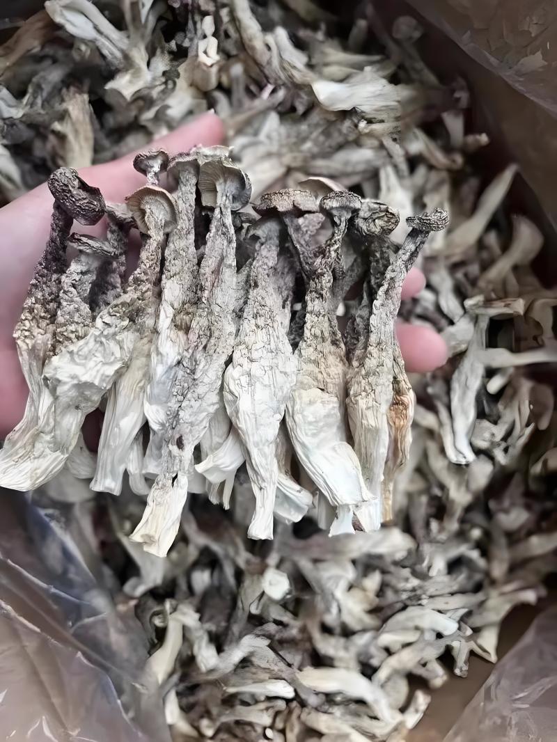 甄选福建鹿茸菇干货牛商实力推荐品质优价格规格可协商