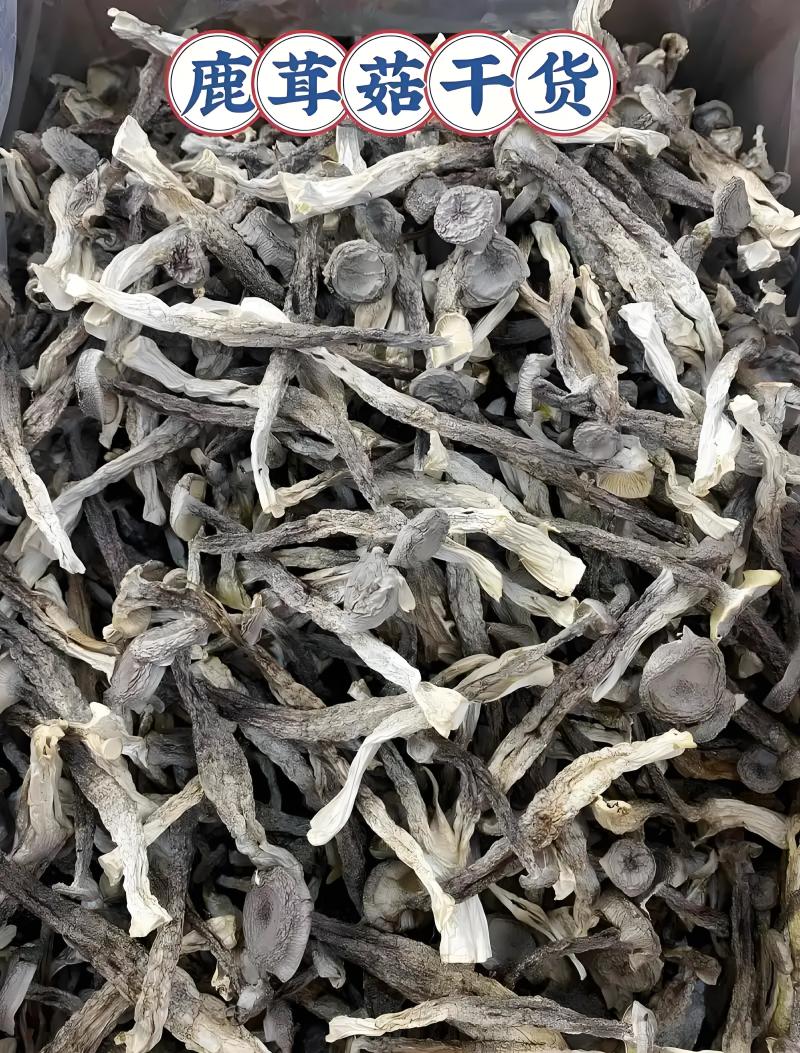 甄选福建鹿茸菇干货牛商实力推荐品质优价格规格可协商
