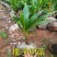 椰子苗青椰子树苗盆栽地栽金椰子树南方庭院四季种植常绿带壳