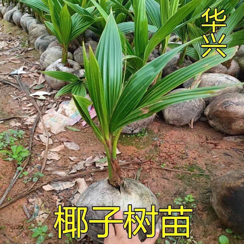 椰子苗青椰子树苗盆栽地栽金椰子树南方庭院四季种植常绿带壳