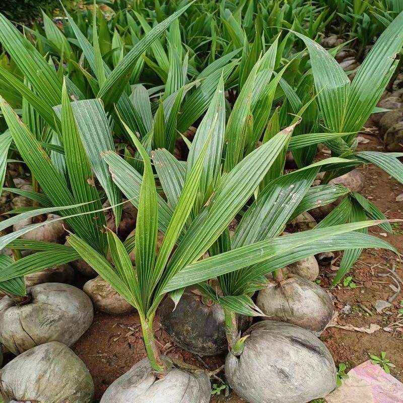 椰子苗青椰子树苗盆栽地栽金椰子树南方庭院四季种植常绿带壳