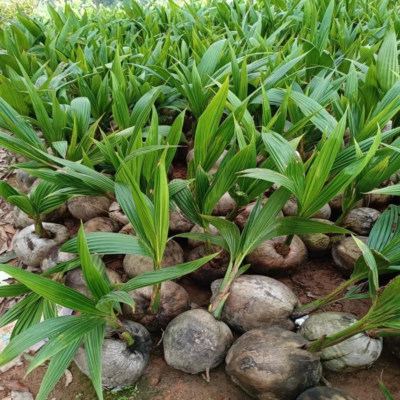 椰子苗青椰子树苗盆栽地栽金椰子树南方庭院四季种植常绿带壳