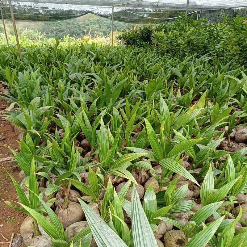 椰子苗青椰子树苗盆栽地栽金椰子树南方庭院四季种植常绿带壳
