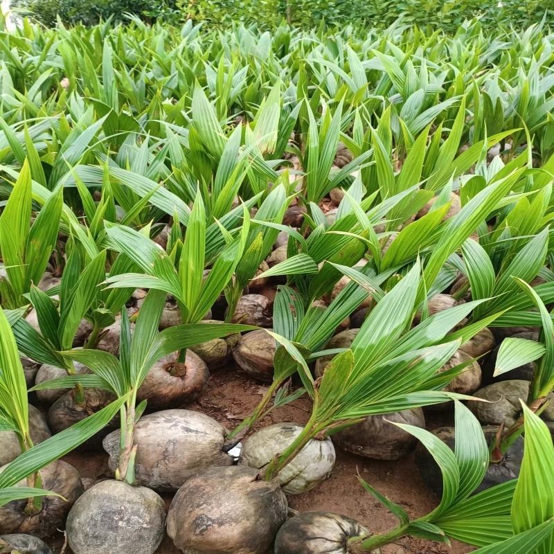 椰子苗青椰子树苗盆栽地栽金椰子树南方庭院四季种植常绿带壳