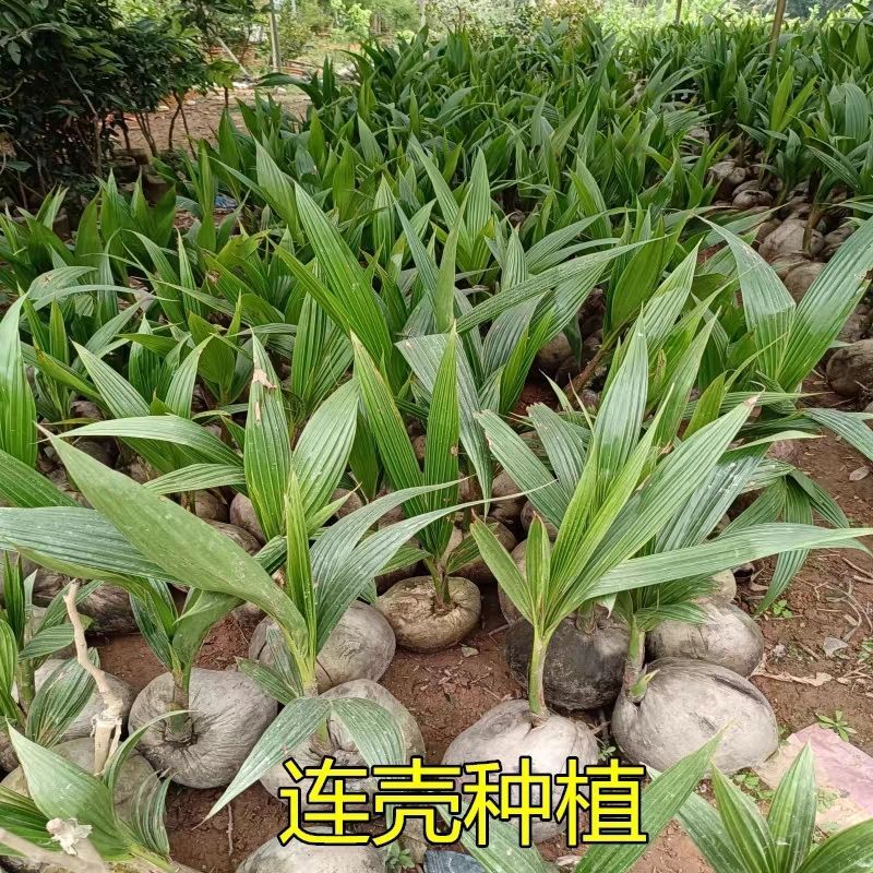 椰子苗青椰子树苗盆栽地栽金椰子树南方庭院四季种植常绿带壳