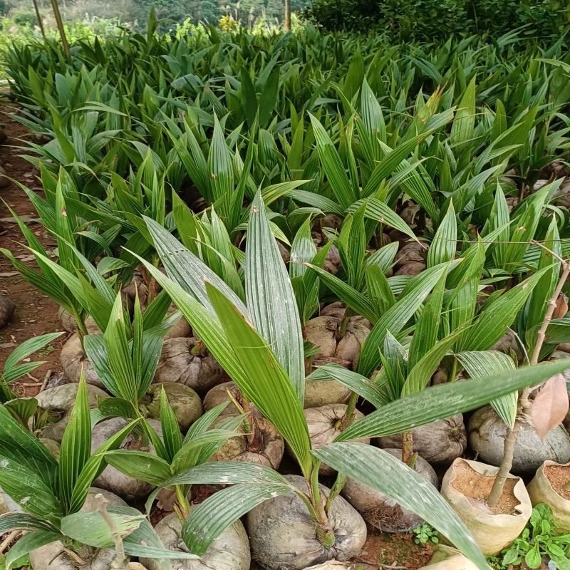 椰子苗青椰子树苗盆栽地栽金椰子树南方庭院四季种植常绿带壳