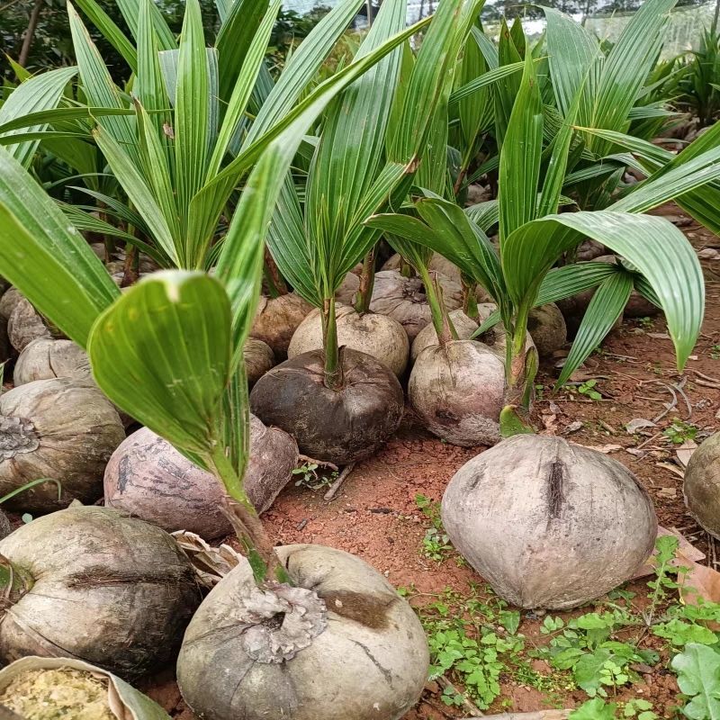 椰子苗青椰子树苗盆栽地栽金椰子树南方庭院四季种植常绿带壳