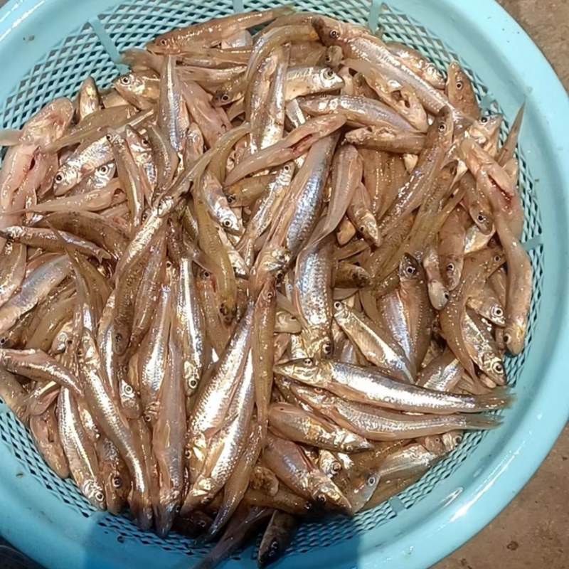 船丁鱼.肉鱼.