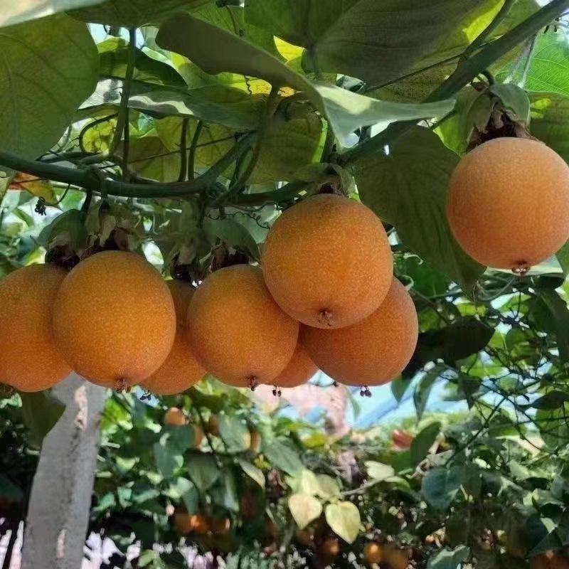 新品种热情果苗纯甜不酸南方果树苗热情果树苗带土