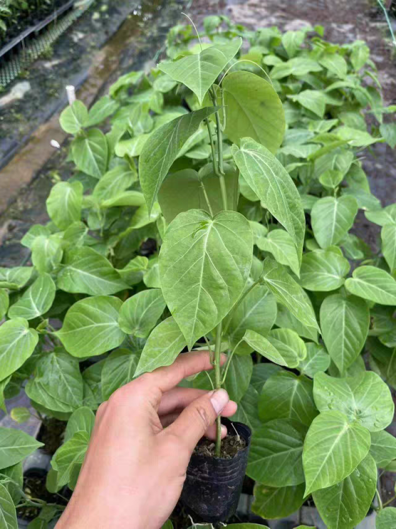 新品种热情果苗纯甜不酸南方果树苗热情果树苗带土