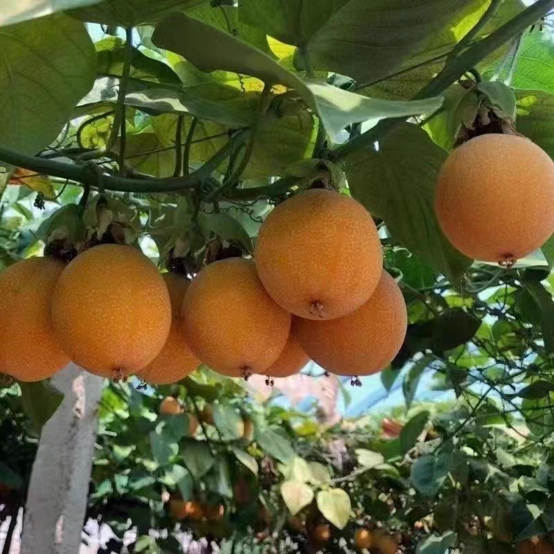 新品种热情果苗纯甜不酸南方果树苗热情果树苗带土