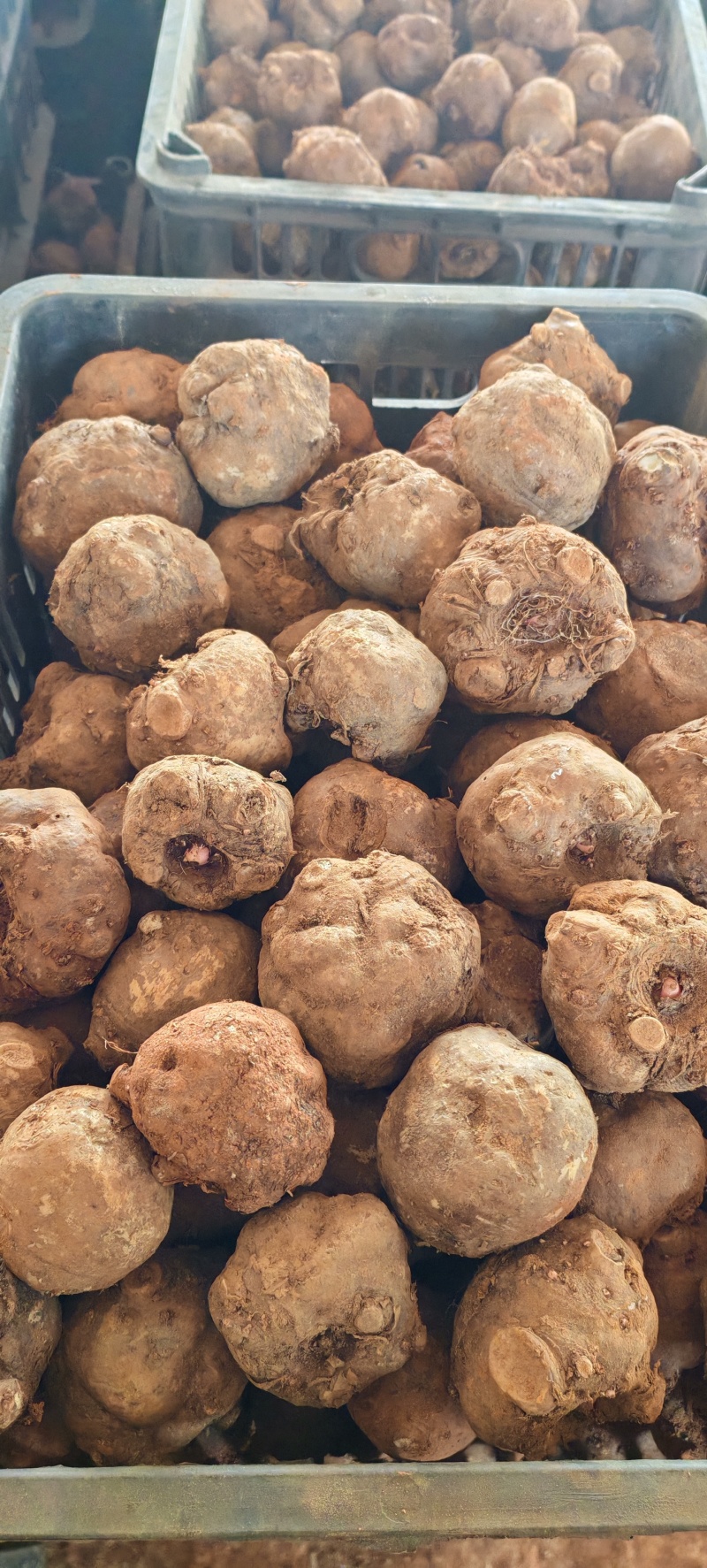 花魔芋2代种子，1代种子，大量精品现货