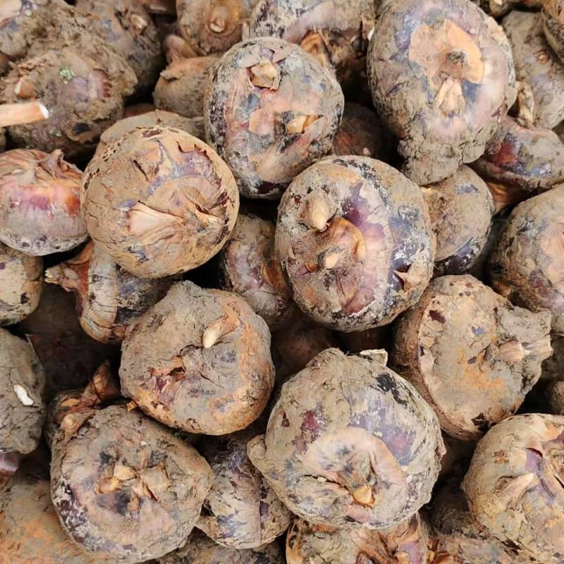 广西贺州马蹄正宗红皮荸荠地梨多汁无渣新鲜现挖应季
