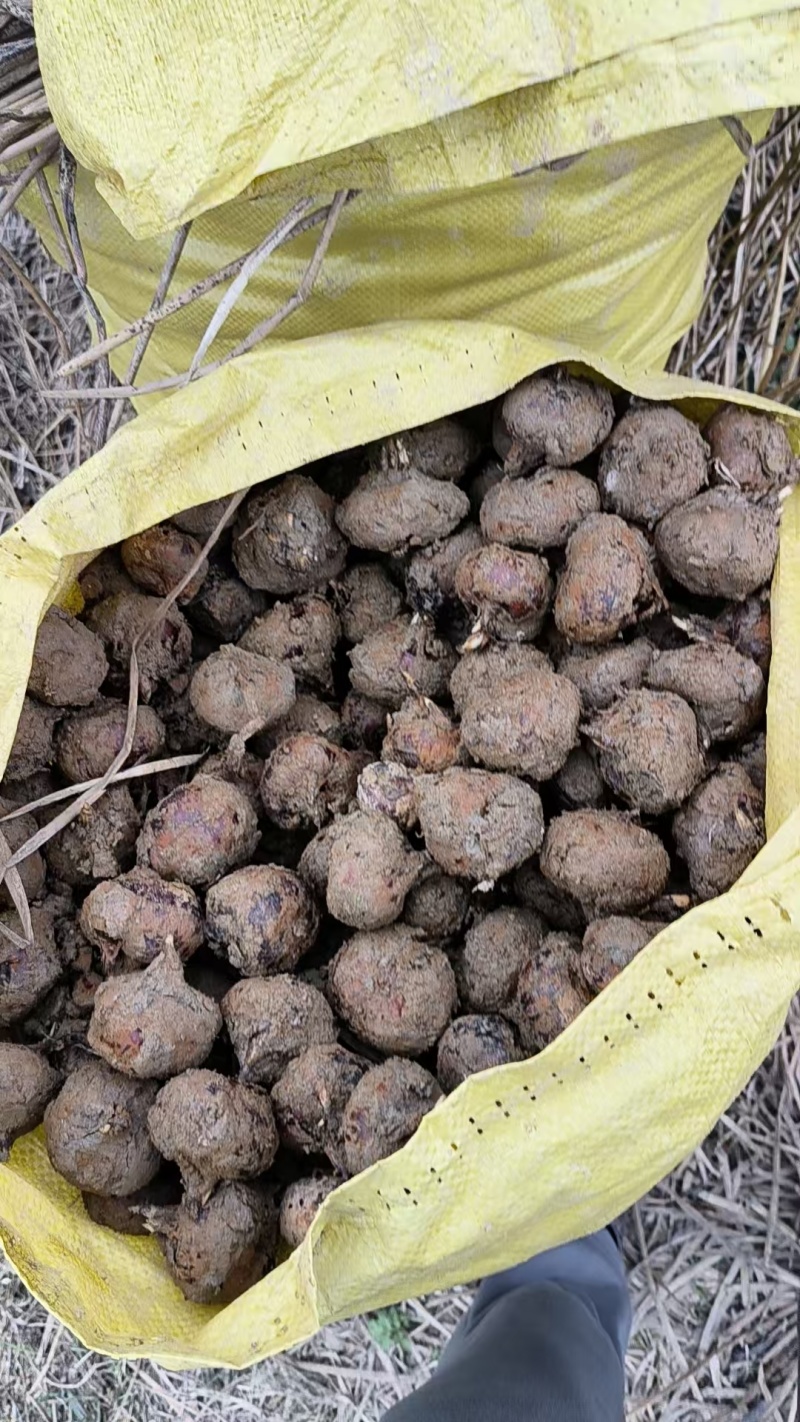 广西贺州马蹄正宗红皮荸荠地梨多汁无渣新鲜现挖应季