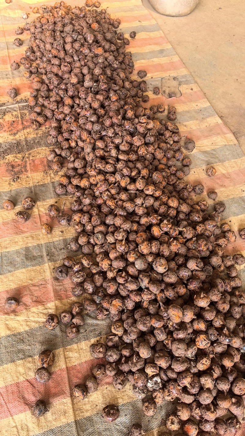 广西贺州马蹄正宗红皮荸荠地梨多汁无渣新鲜现挖应季