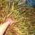 【推荐】云南文山双叶大果石橄榄，一手货源包邮到家