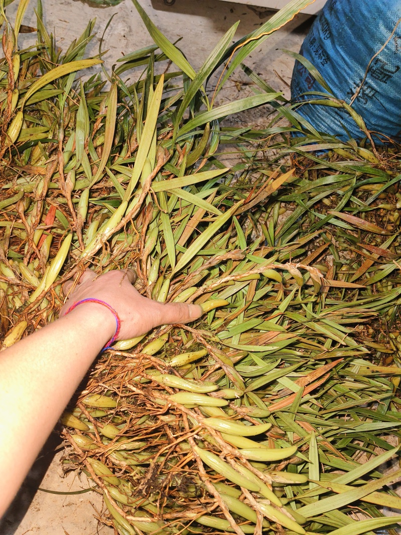 【推荐】云南文山双叶大果石橄榄，一手货源包邮到家
