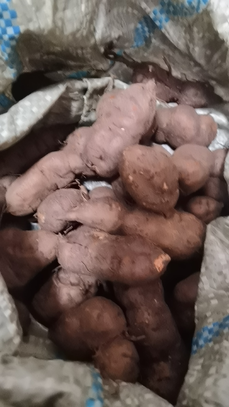 贵州精品三叶青长条，品质保证产地直发，量大从优