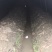 大球盖菇ABC电商团购货可议价
