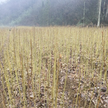 正宗马褂木苗基地直发对接全国提供技术指导一条龙服务