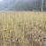 正宗马褂木苗基地直发对接全国提供技术指导一条龙服务