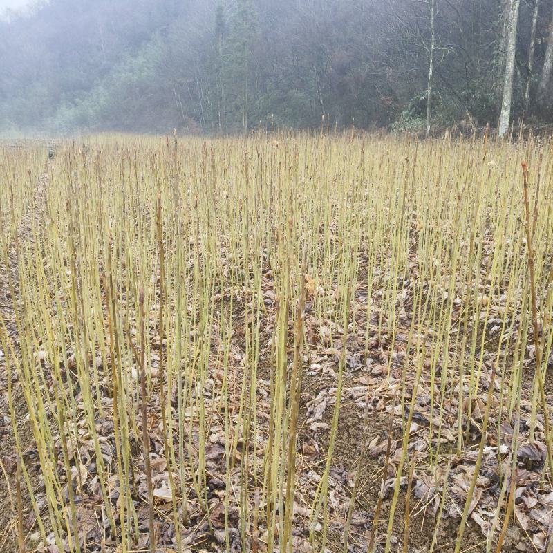 正宗马褂木苗基地直发对接全国提供技术指导一条龙服务