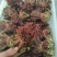 优质香椿，大量现货速发，产品保质保量，欢迎选购