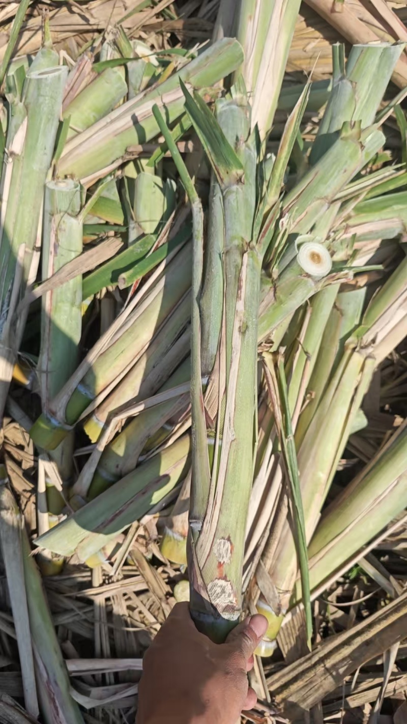 黄皮甘蔗种黄皮甘蔗苗适合南北方种植芽子饱满，包技术指导