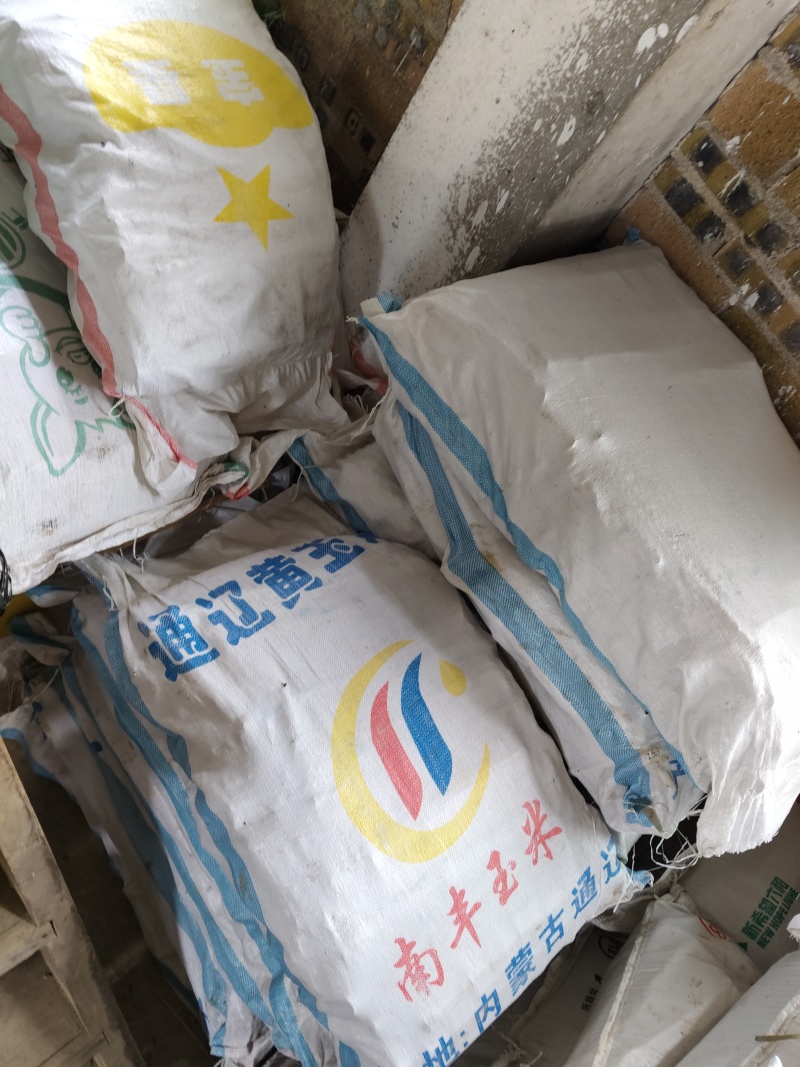 黄皮甘蔗种黄皮甘蔗苗适合南北方种植芽子饱满，包技术指导