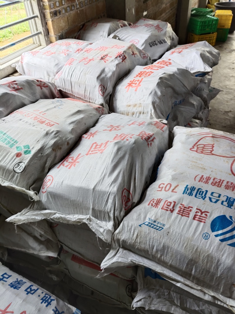 黄皮甘蔗种黄皮甘蔗苗适合南北方种植芽子饱满，包技术指导