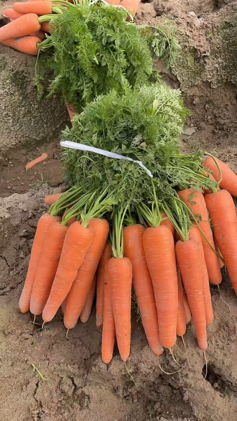 胡萝卜🥕，鲜叶鲜果，地里出现货，大量出售！价格合理！
