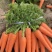 胡萝卜🥕，鲜叶鲜果，地里出现货，大量出售！价格合理！