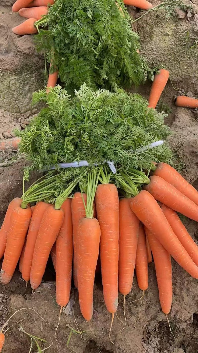 胡萝卜🥕，鲜叶鲜果，地里出现货，大量出售！价格合理！