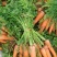 胡萝卜🥕，鲜叶鲜果，地里出现货，大量出售！价格合理！