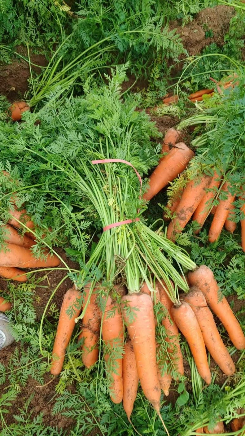 胡萝卜🥕，鲜叶鲜果，地里出现货，大量出售！价格合理！