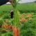 胡萝卜🥕，鲜叶鲜果，地里出现货，大量出售！价格合理！