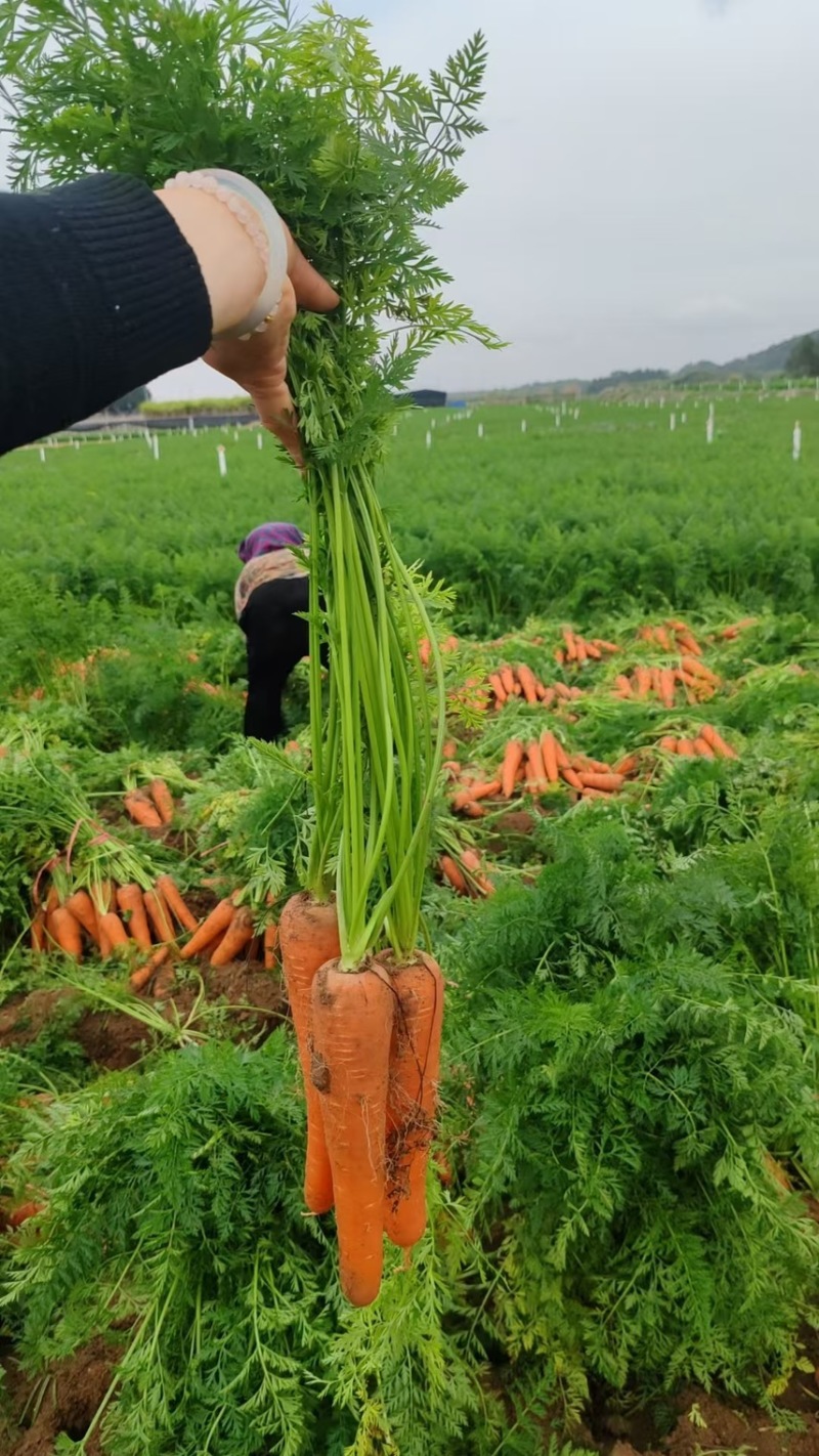 胡萝卜🥕，鲜叶鲜果，地里出现货，大量出售！价格合理！