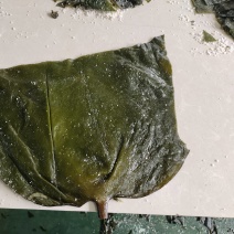 山东威海荣成腌渍海带头，8-12公分12-15公分25公