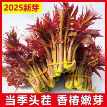 新鲜采摘的红叶香椿芽！