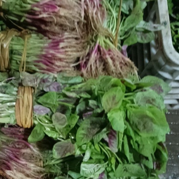 汉菜