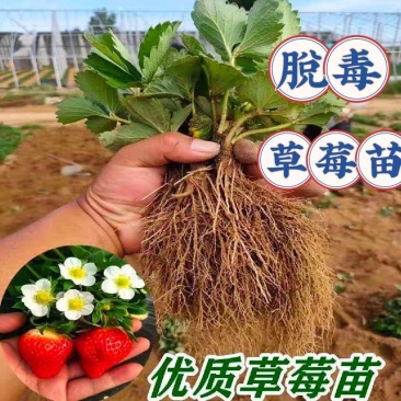 脱毒红颜草莓苗，章姬妙香法兰地宁玉品种保证顺丰航空包邮