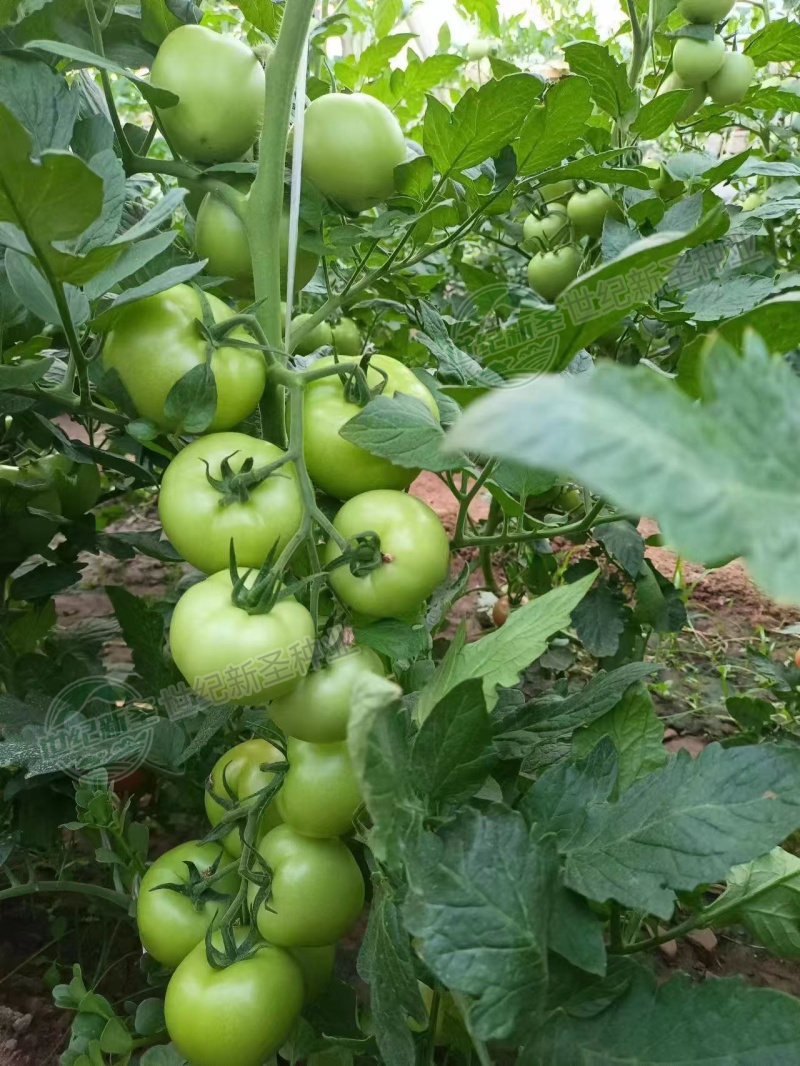 普罗旺斯种苗基地直发寿光蔬菜种苗
