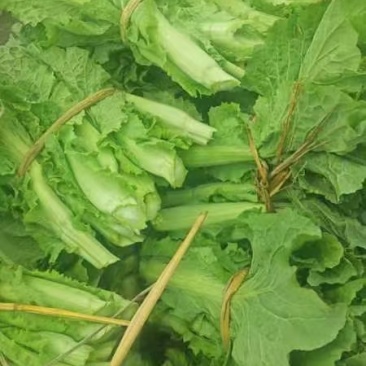 菜苔