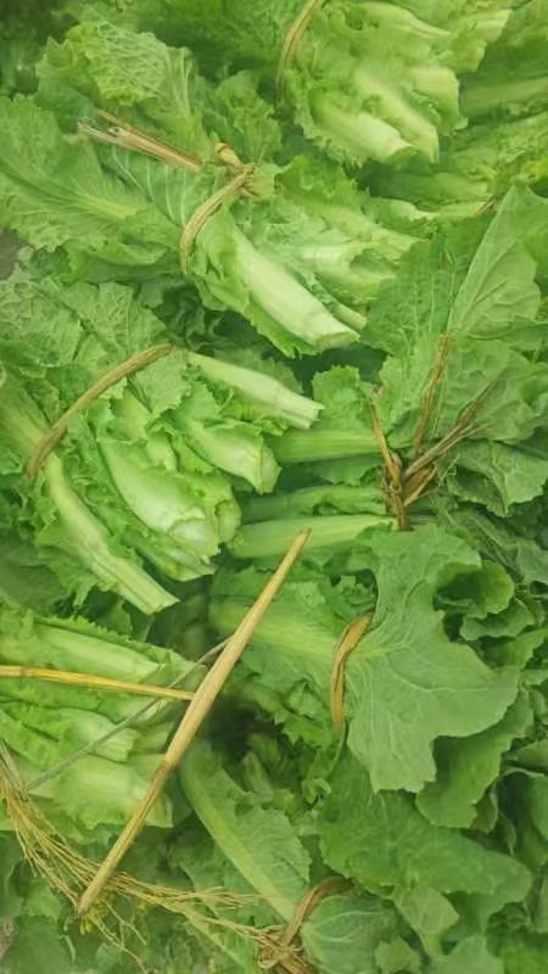 菜苔